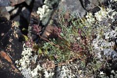 Podistera yukonensis