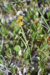 Bupleurum americanum