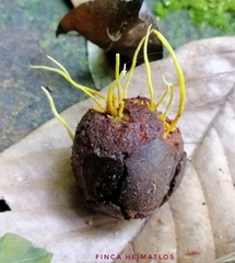 Penicilliopsis clavariiformis