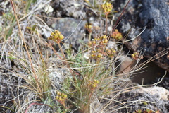 Podistera yukonensis