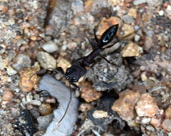 Odontomachus troglodytes