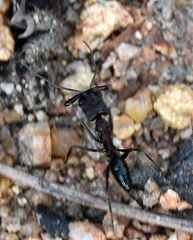 Odontomachus troglodytes