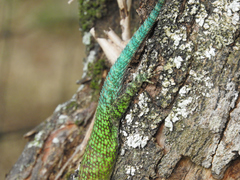 Sceloporus taeniocnemis