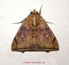 Pseudophisma pritanis