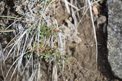 Podistera yukonensis