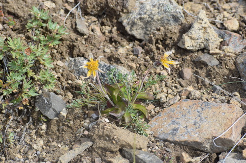 snow arnica (Arnica frigida)