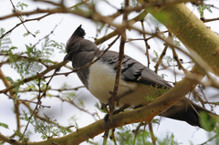 Corythaixoides leucogaster