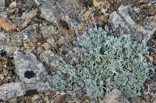 Image of Artemisia alaskana by (c) Syd Cannings, some rights reserved (CC BY)