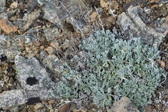 Artemisia alaskana