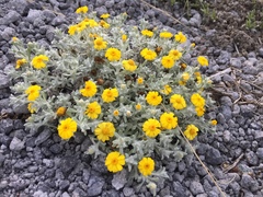 Thymophylla micropoides