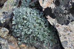 Artemisia alaskana