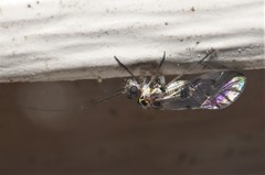 Hyalopsocus striatus