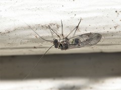 Hyalopsocus striatus