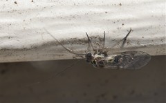 Hyalopsocus striatus