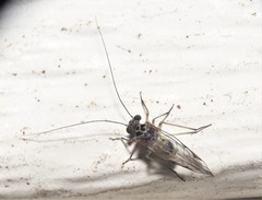 Hyalopsocus striatus