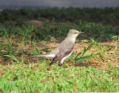 Mimus polyglottos