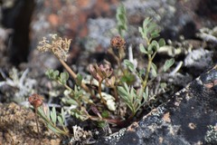Podistera yukonensis