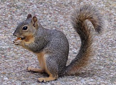 Sciurus niger