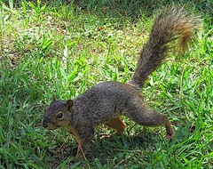 Sciurus niger