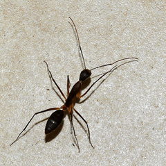 Camponotus etiolipes