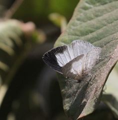 Spalgis lemolea lemolea