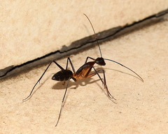 Camponotus etiolipes