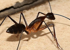 Camponotus etiolipes