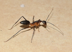 Camponotus etiolipes