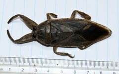 Lethocerus cordofanus