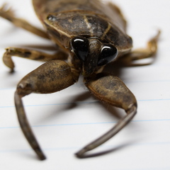 Lethocerus cordofanus