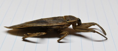Lethocerus cordofanus