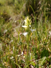 Spiranthes diluvialis