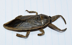 Lethocerus cordofanus
