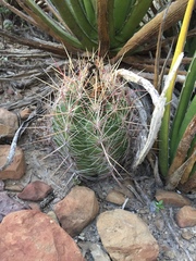 Thelocactus bicolor