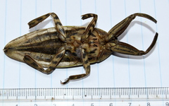 Lethocerus cordofanus