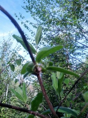 Lonicera chrysantha