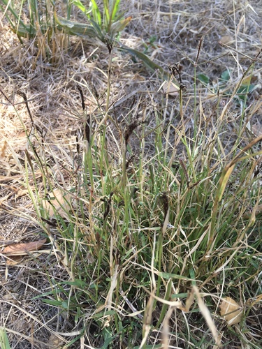 Bermuda grass smut