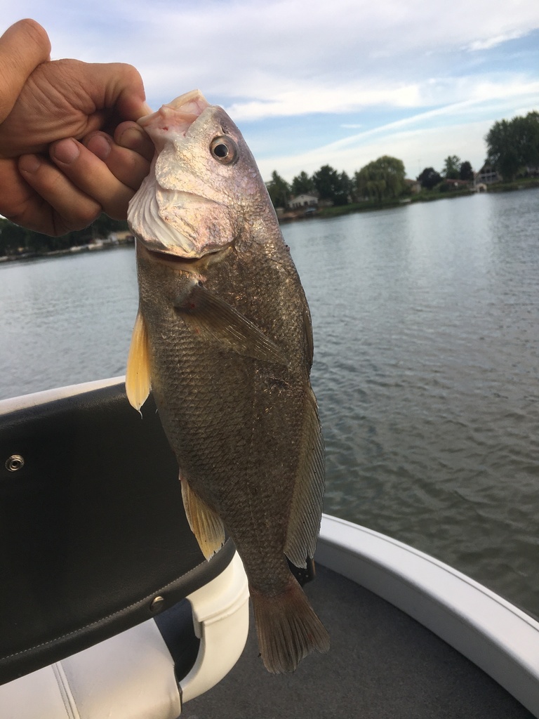 Freshwater Drum from Bardwell Island, Wilmington, IL, US on July 29, 2020 at 0655 PM by
