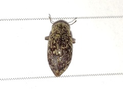 Epitragodes tomentosus