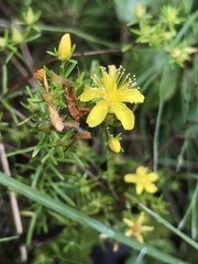 Hypericum lloydii