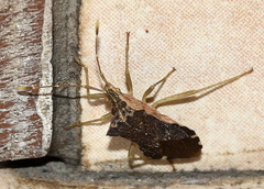 Cletomorpha nyasana