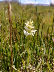 Spiranthes diluvialis