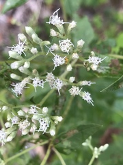 Eupatorium godfreyanum
