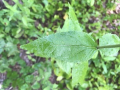Eupatorium godfreyanum