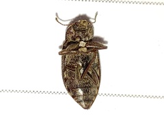 Epitragodes tomentosus