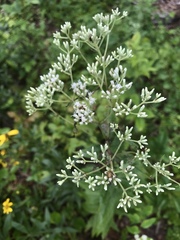 Eupatorium godfreyanum