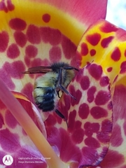 Bombus weisi