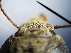 Epitragodes tomentosus