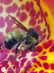 Bombus weisi