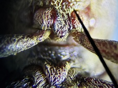 Epitragodes tomentosus